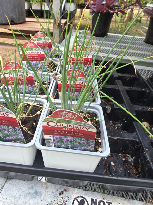 Onion chives