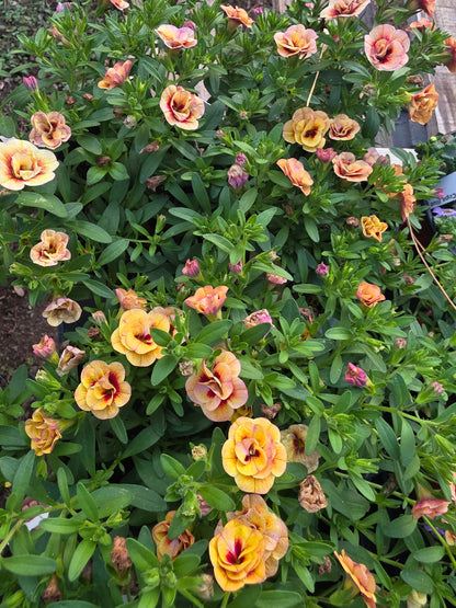 Calibrachoa Mini Famous Neo Double Orange Tastic