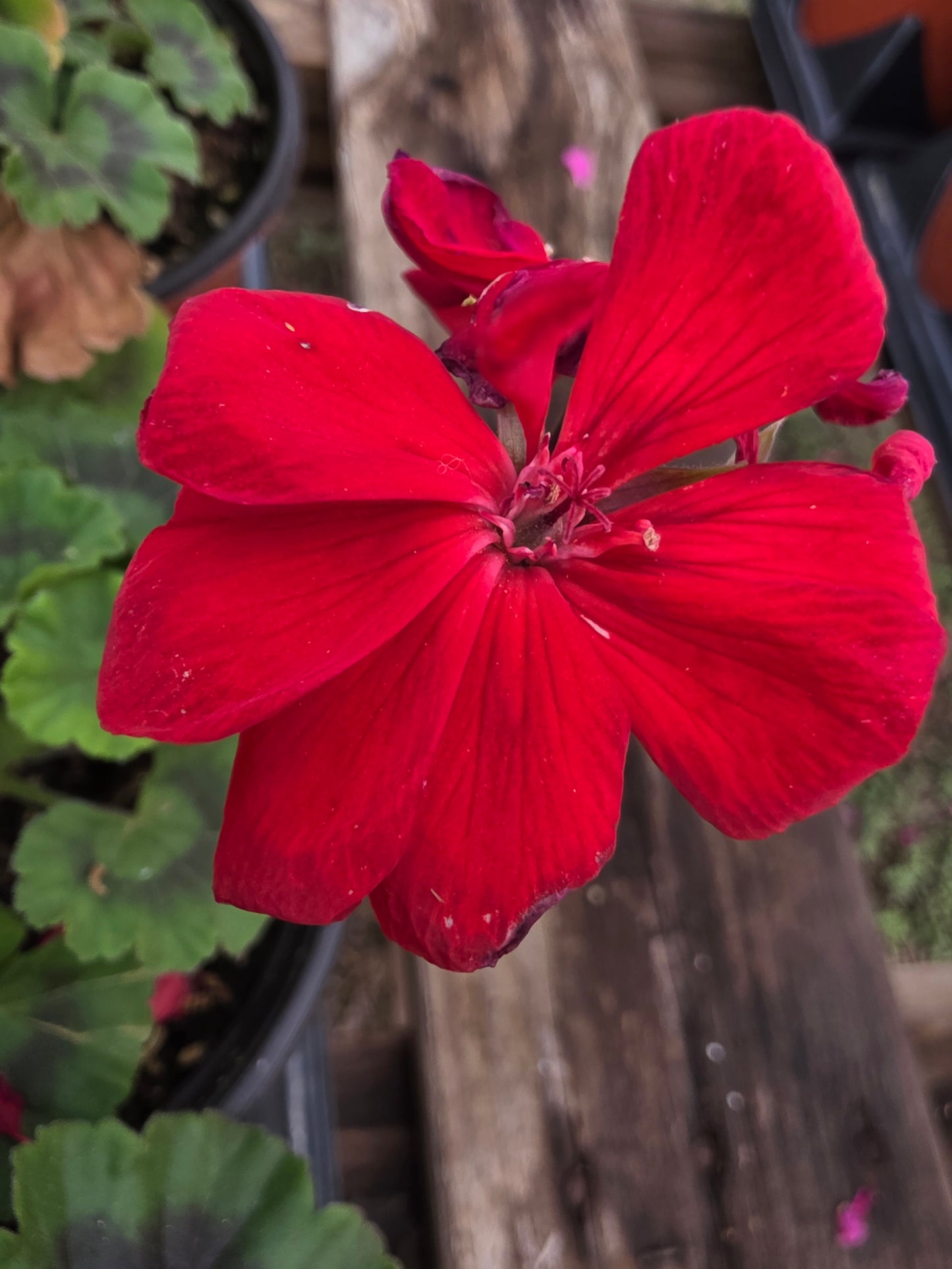 Geranium Calliope Medium Bright Scarlet