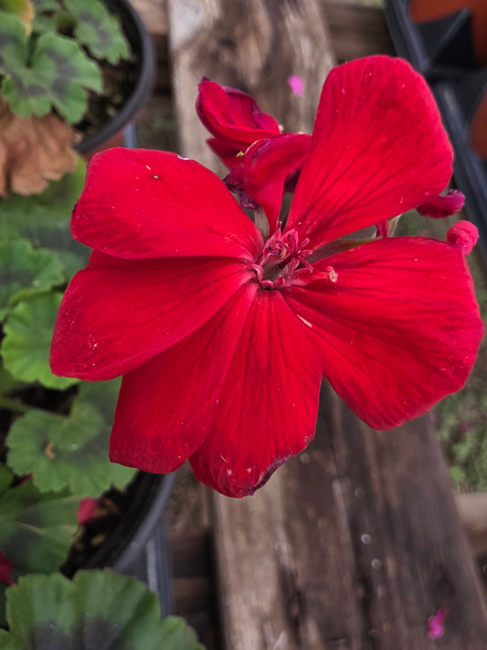 Geranium Calliope Medium Bright Scarlet