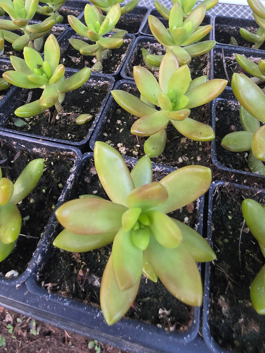 Sedum Nussbaumerianum