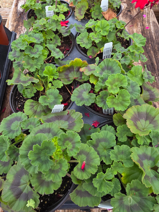 Geranium Calliope Medium Bright Scarlet