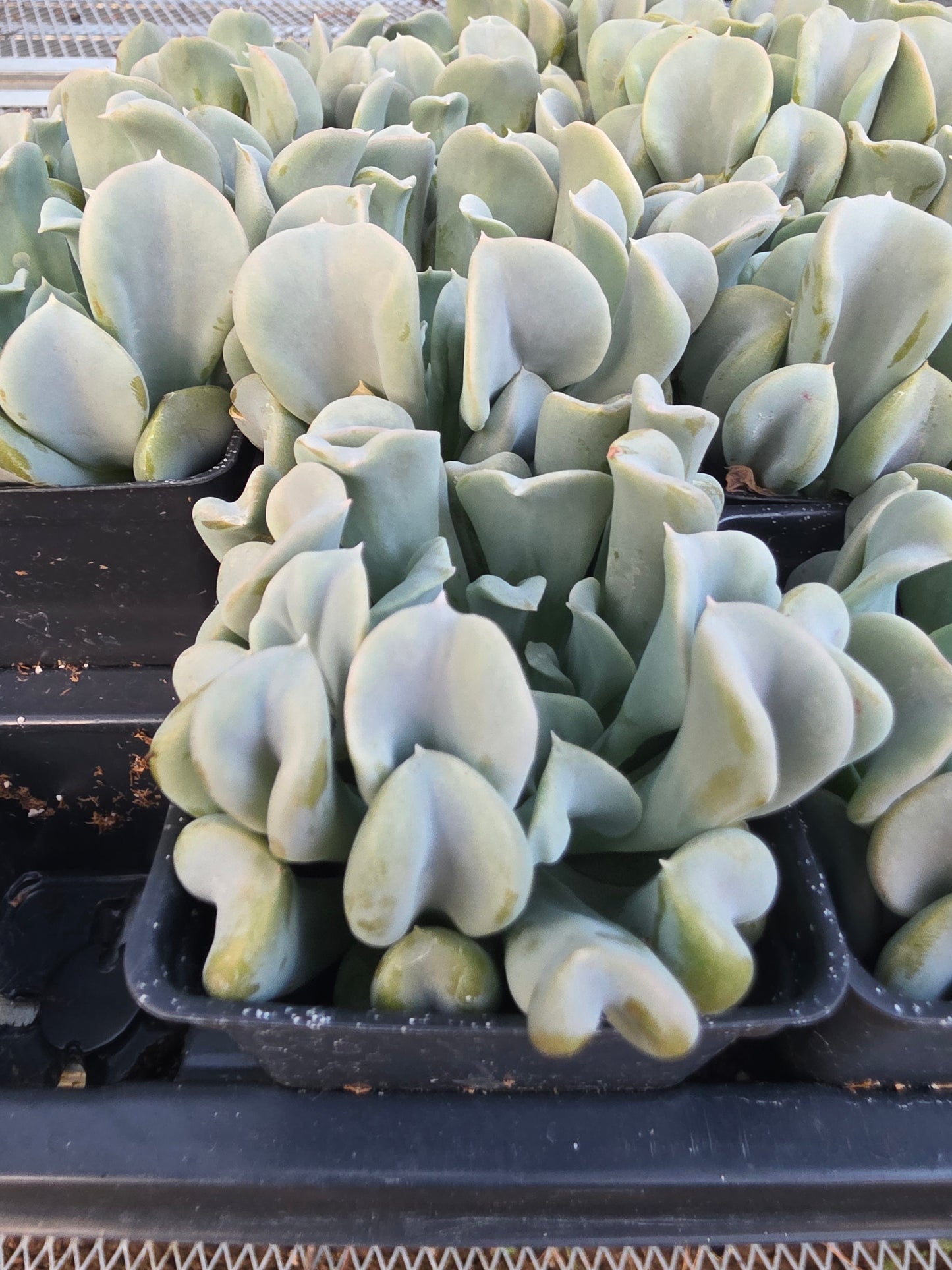 Echeveria Runyonii Topsy Turvy