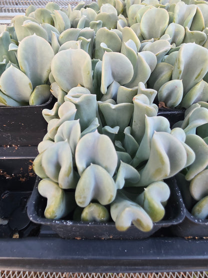 Echeveria Runyonii Topsy Turvy