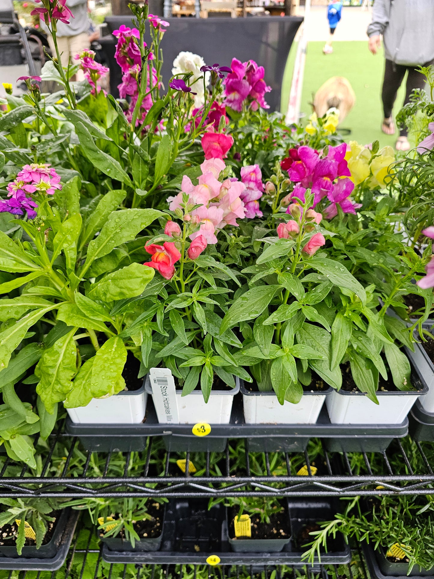 Plantas con flores de 4"