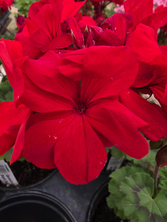 Geranium Mantra Bright Red
