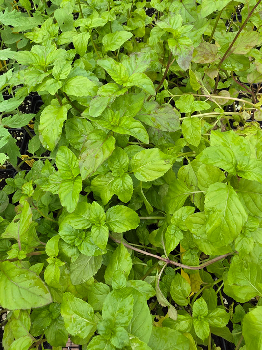 Menta Naranja Orgánica