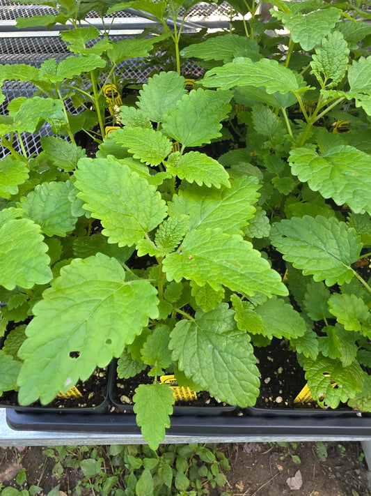 Lemon Balm Limoncellio