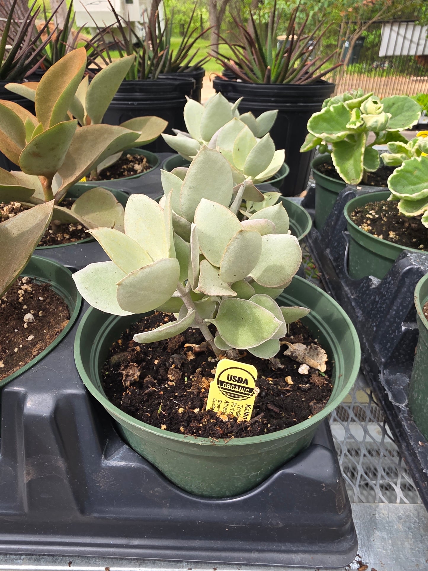 Jade Plant Silver Dollar