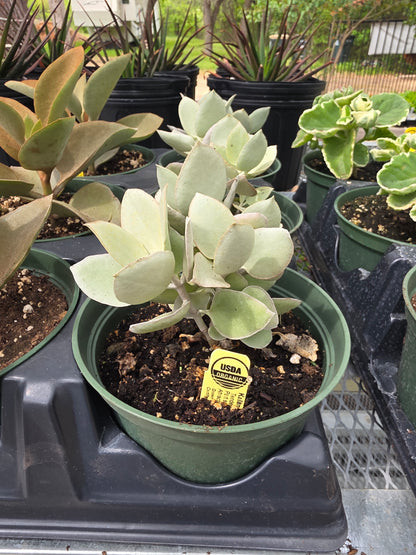 Jade Plant Silver Dollar