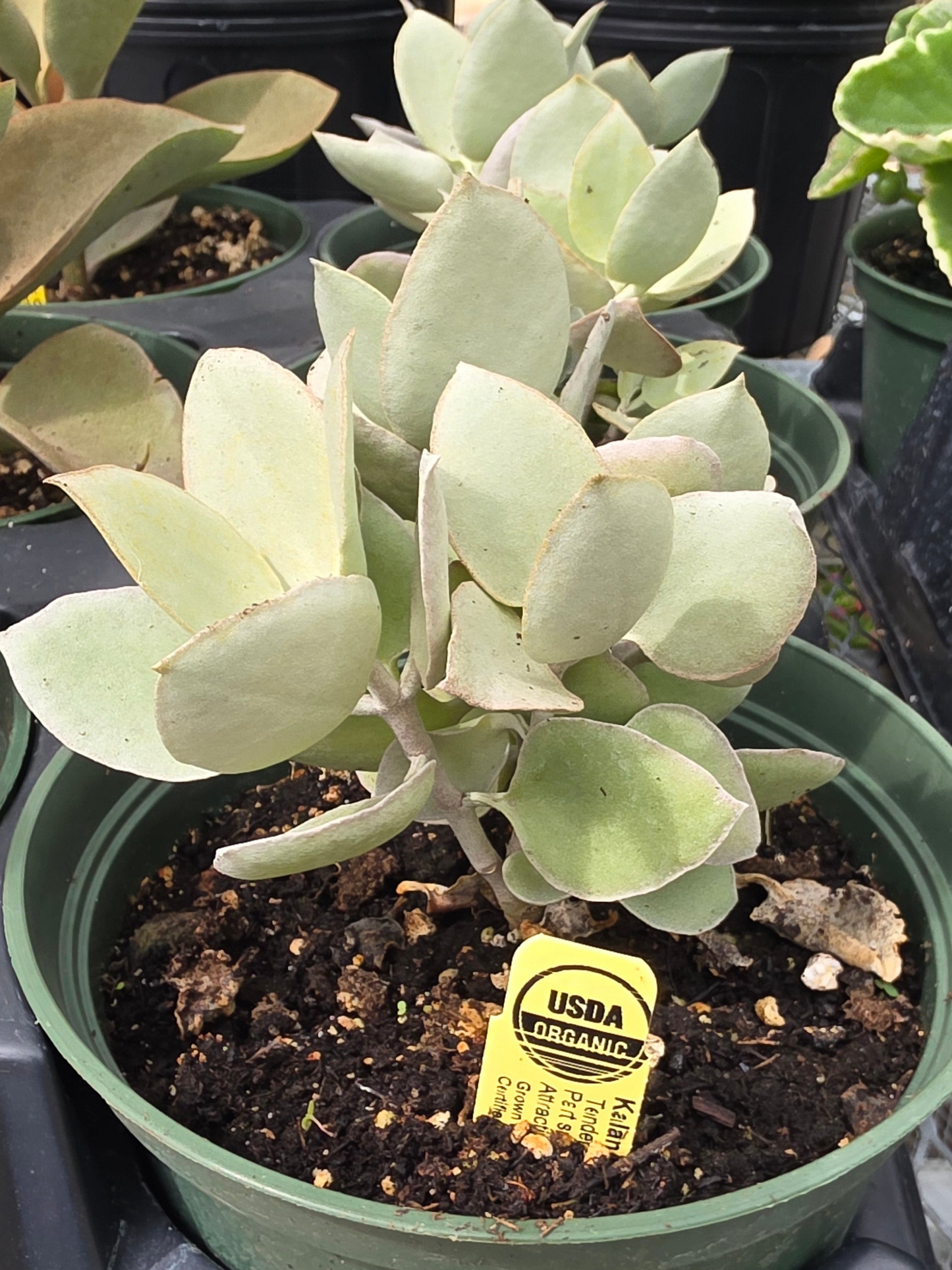 Jade Plant Silver Dollar