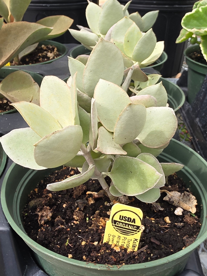 Jade Plant Silver Dollar