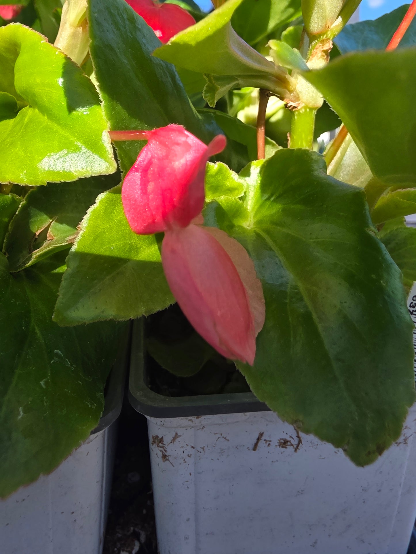 Begonia Dragonwing Pink