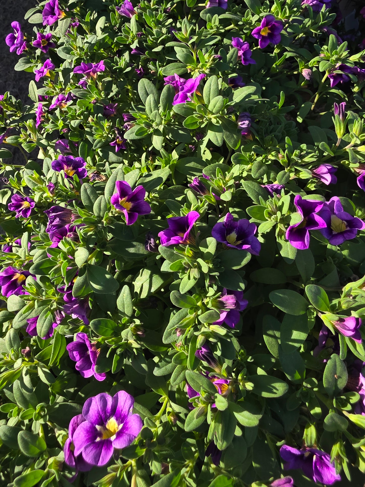Calibrachoa Bumble Bee Blue