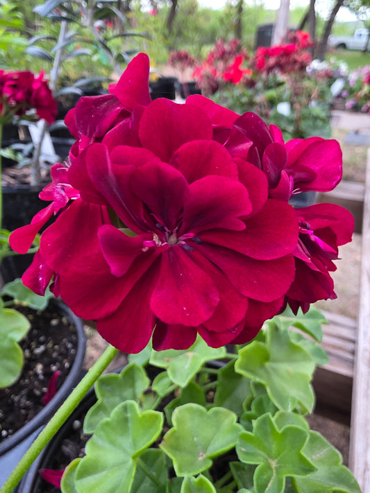 Geranium Ivy Great Balls of Fire Merlot