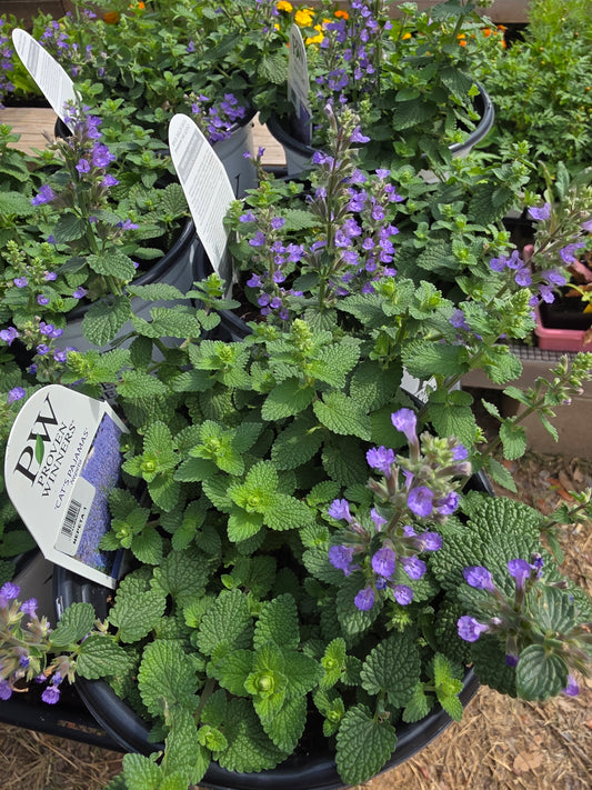 Pijamas de gato Nepeta