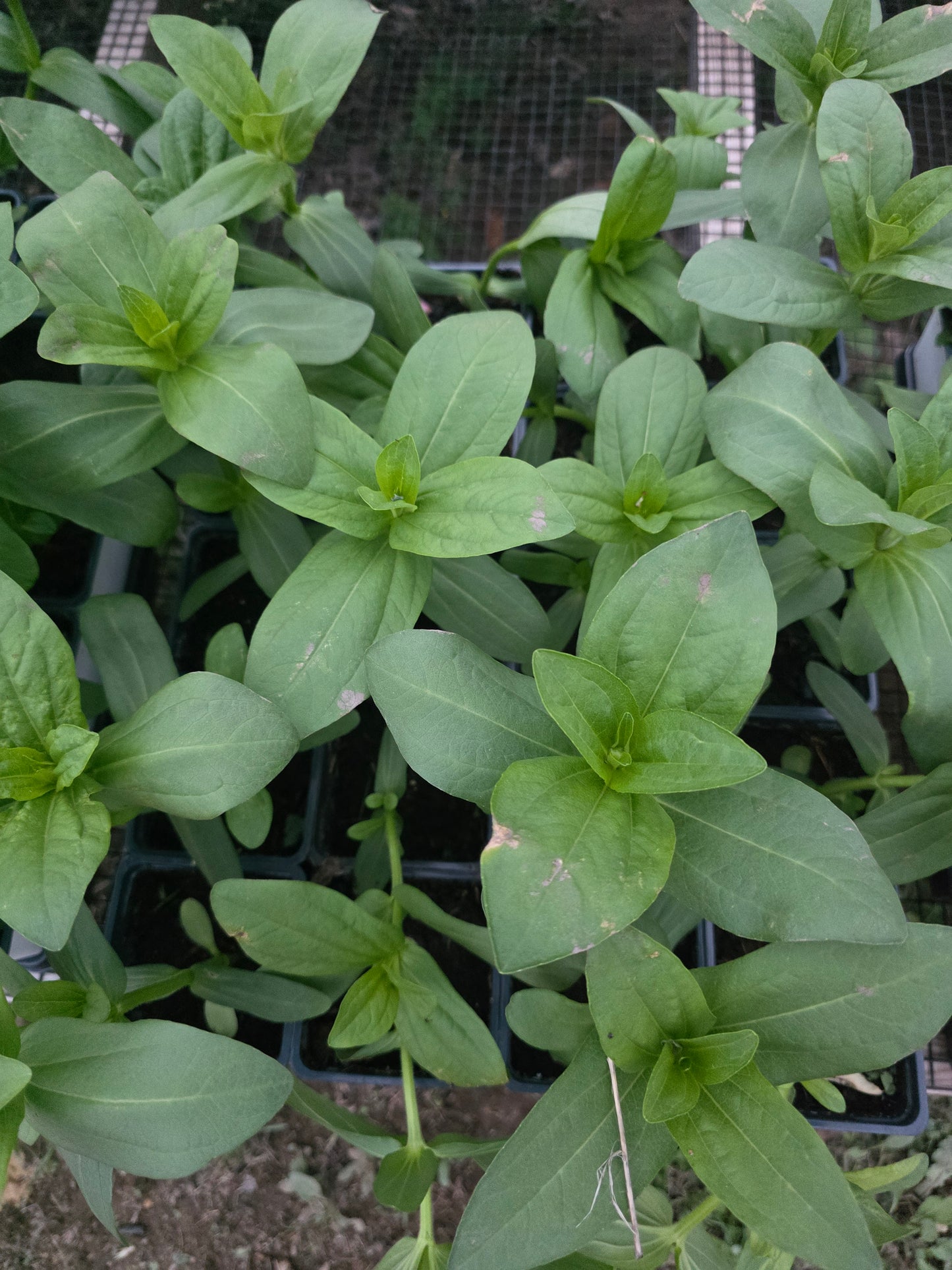 Zinnia Zinderella Peach