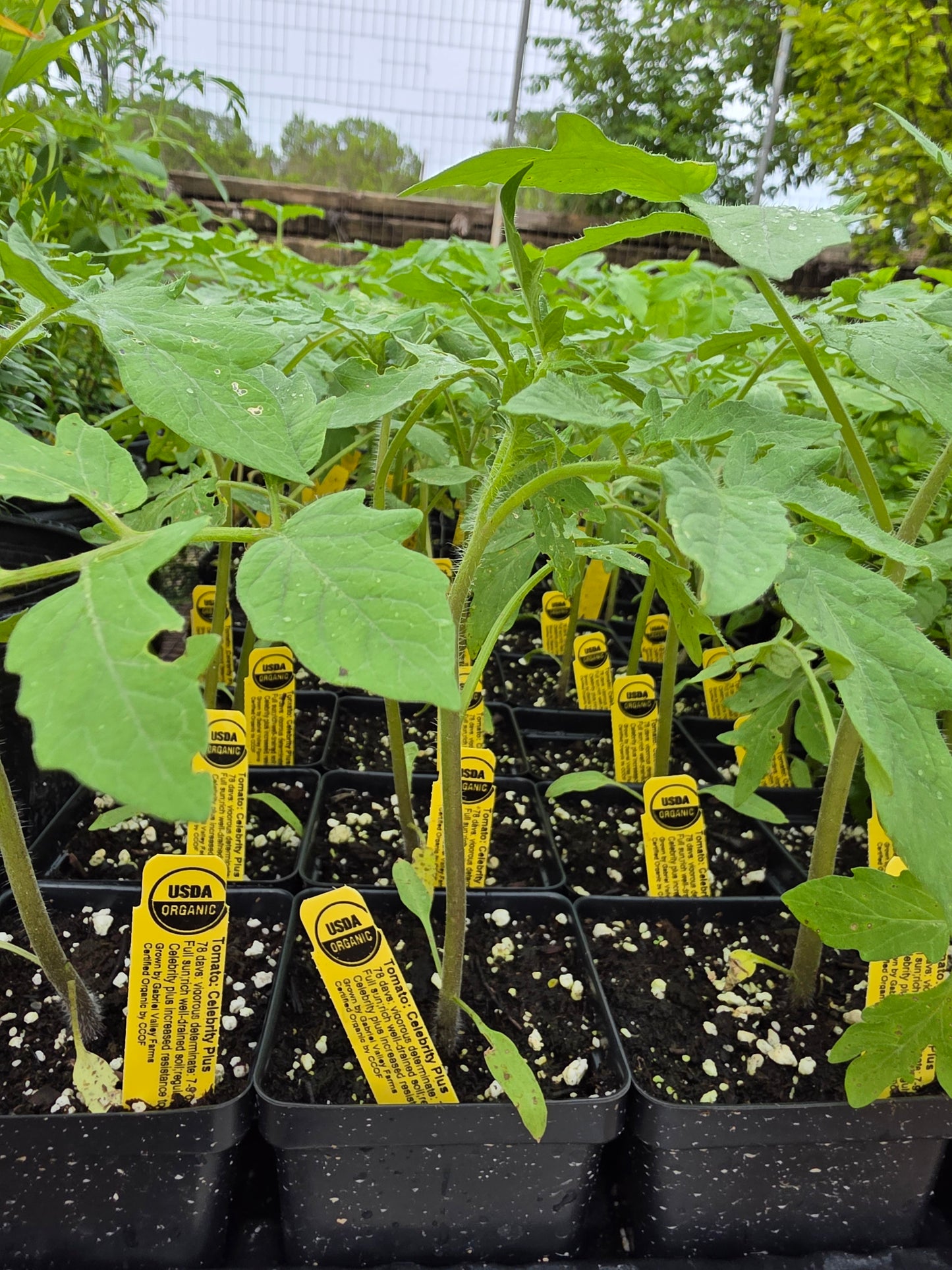 Tomate Celebrity Plus Orgánico