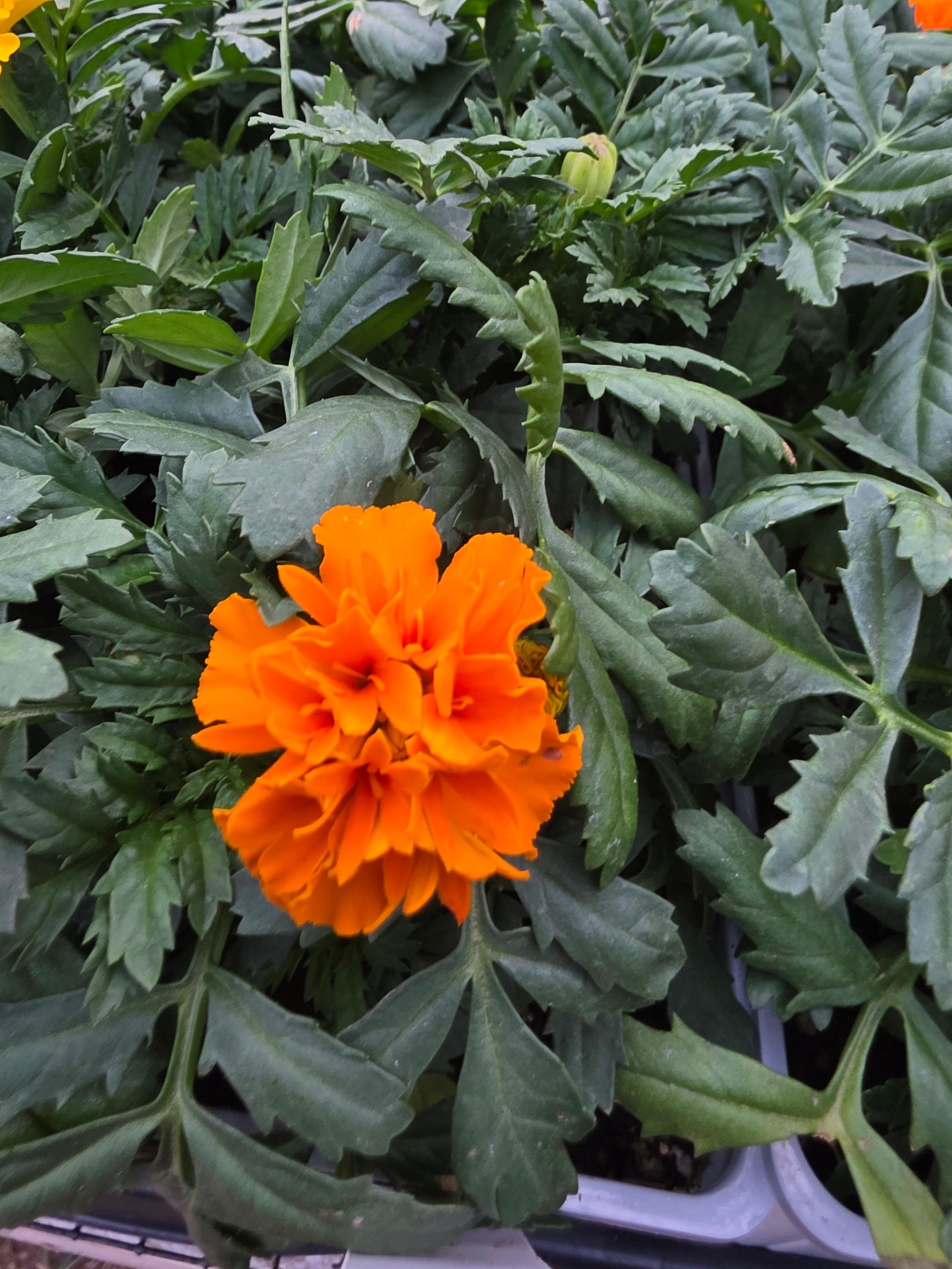 Paquete caliente francés de caléndula con colores mixtos