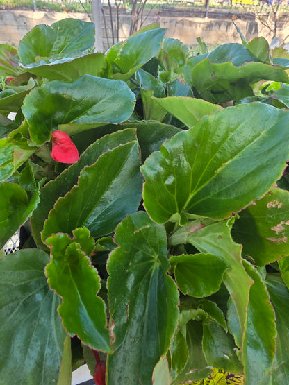 Begonia Dragonwing Red