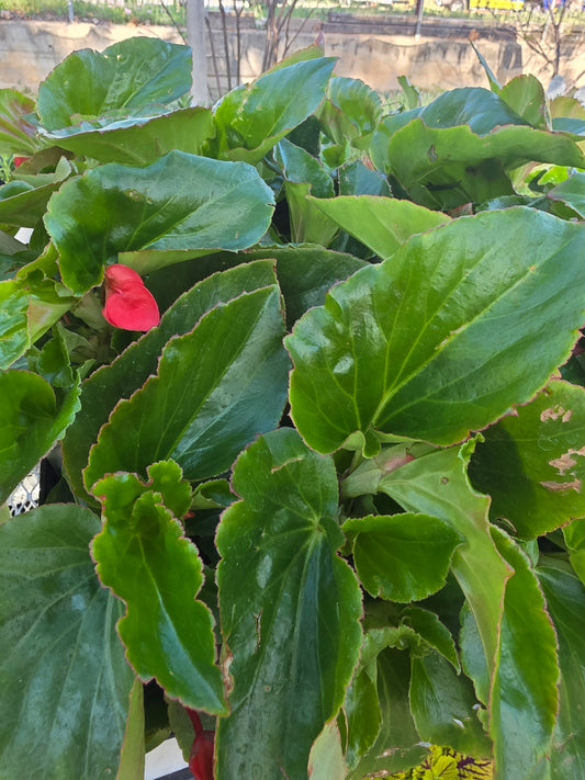 Begonia Dragonwing Red