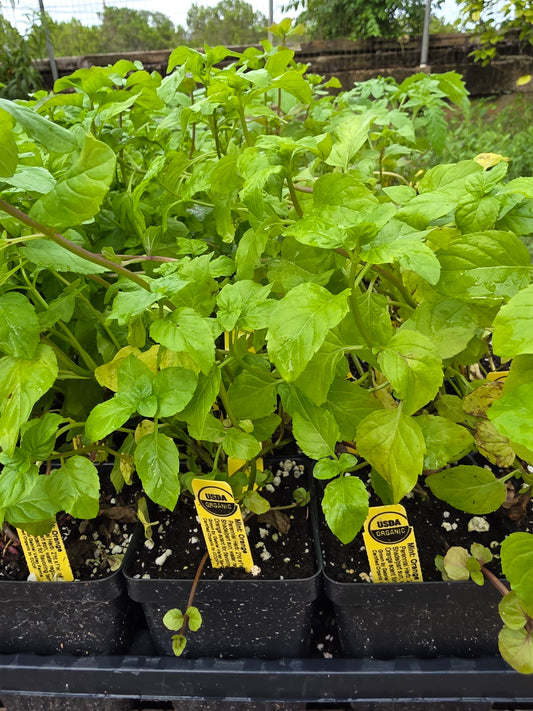 Menta Naranja Orgánica