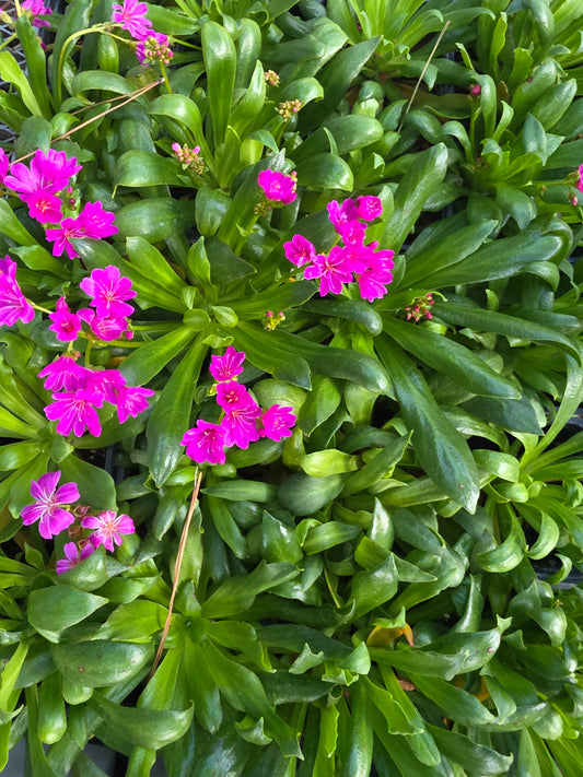 Lewisia Elise Ultra Violet