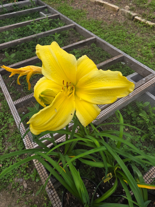 Daylily Frankly Scarlet Orgánico