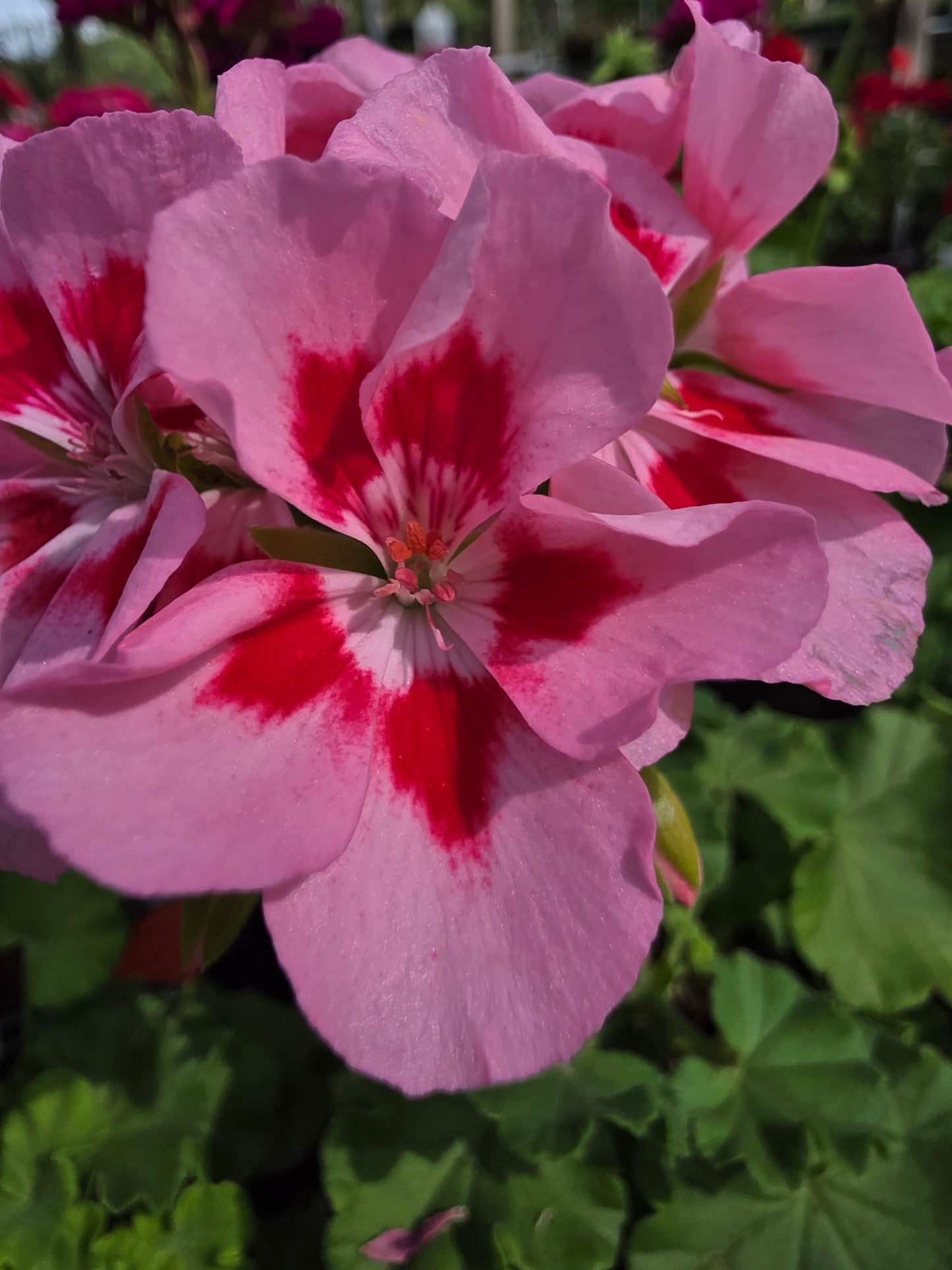 Geranium Calliope Medium Pink Flame