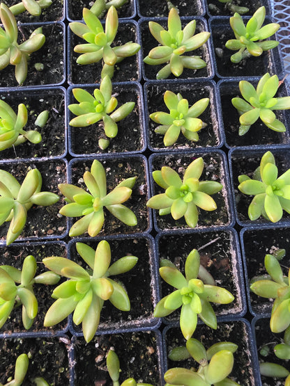 Sedum Nussbaumerianum