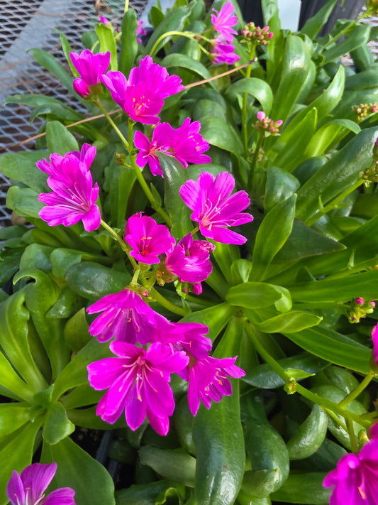 Lewisia Elise Ultra Violet