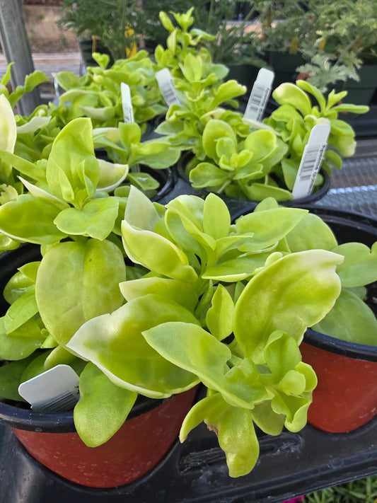 Apentia Golden Cascade