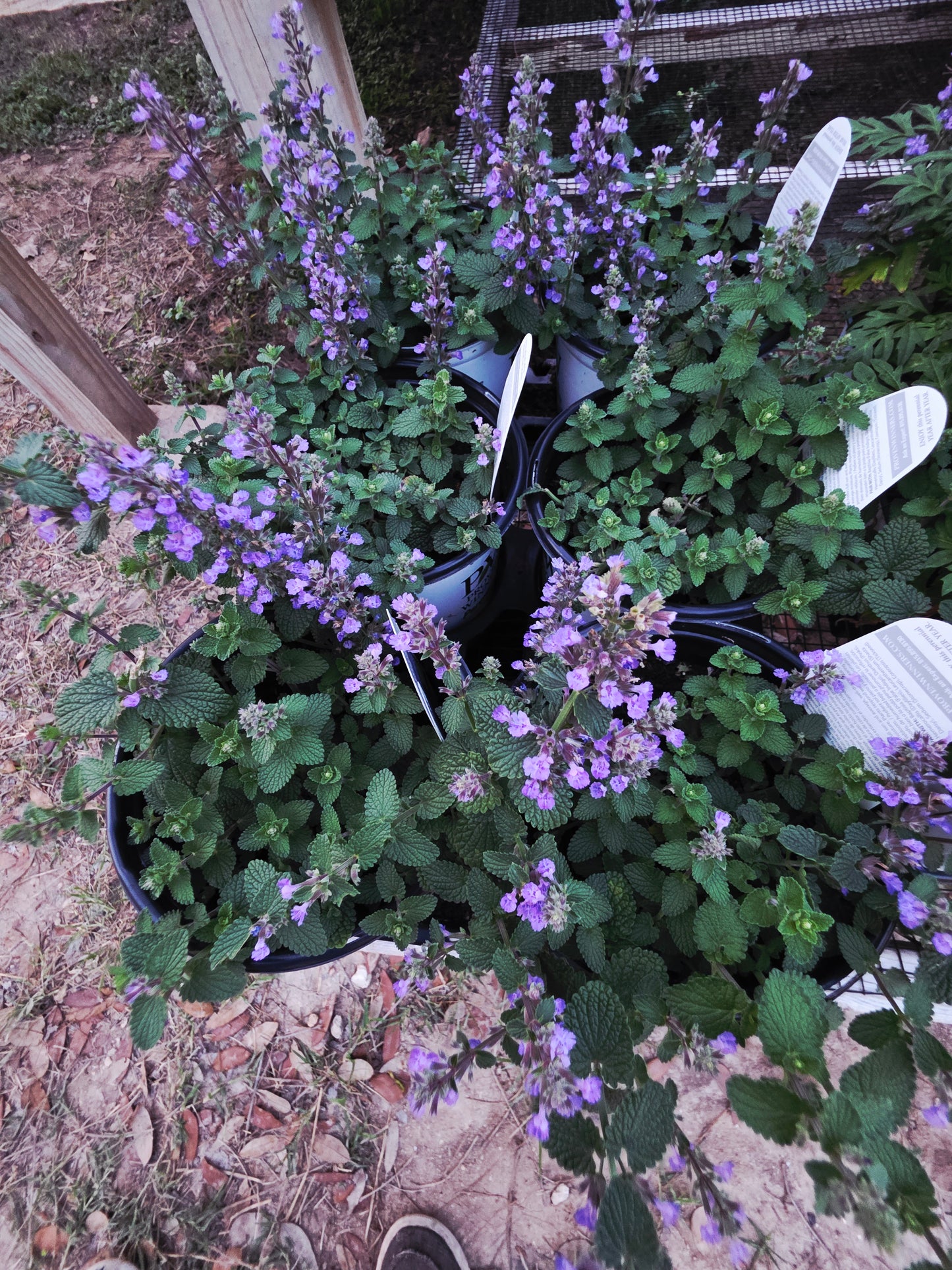 Nepeta Cat's Pajamas