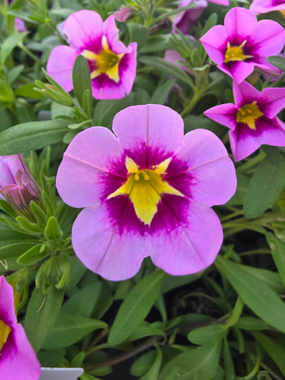 Calibrachoa Bumble Bee Pink