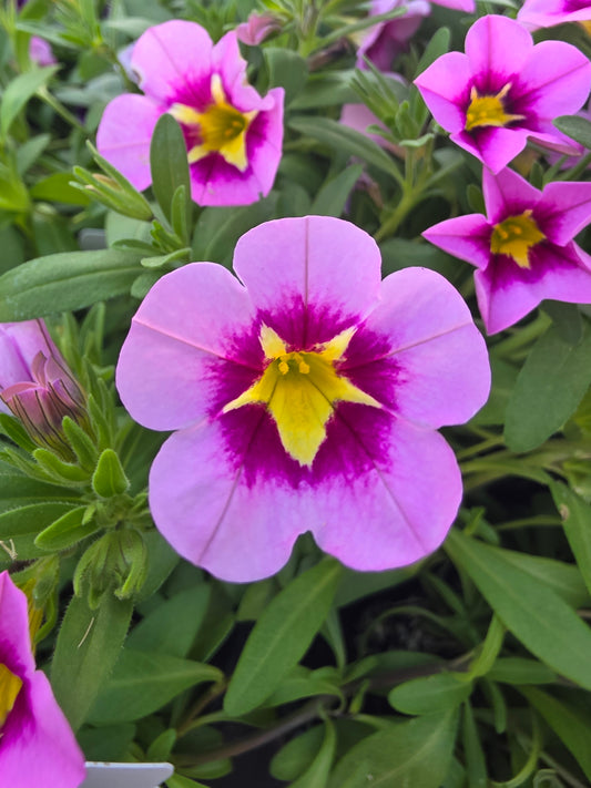 Calibrachoa Bumble Bee Pink