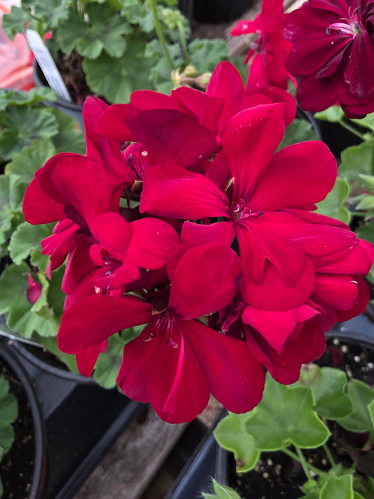 Geranium Calliope Medium Dark Red Dark Leaf