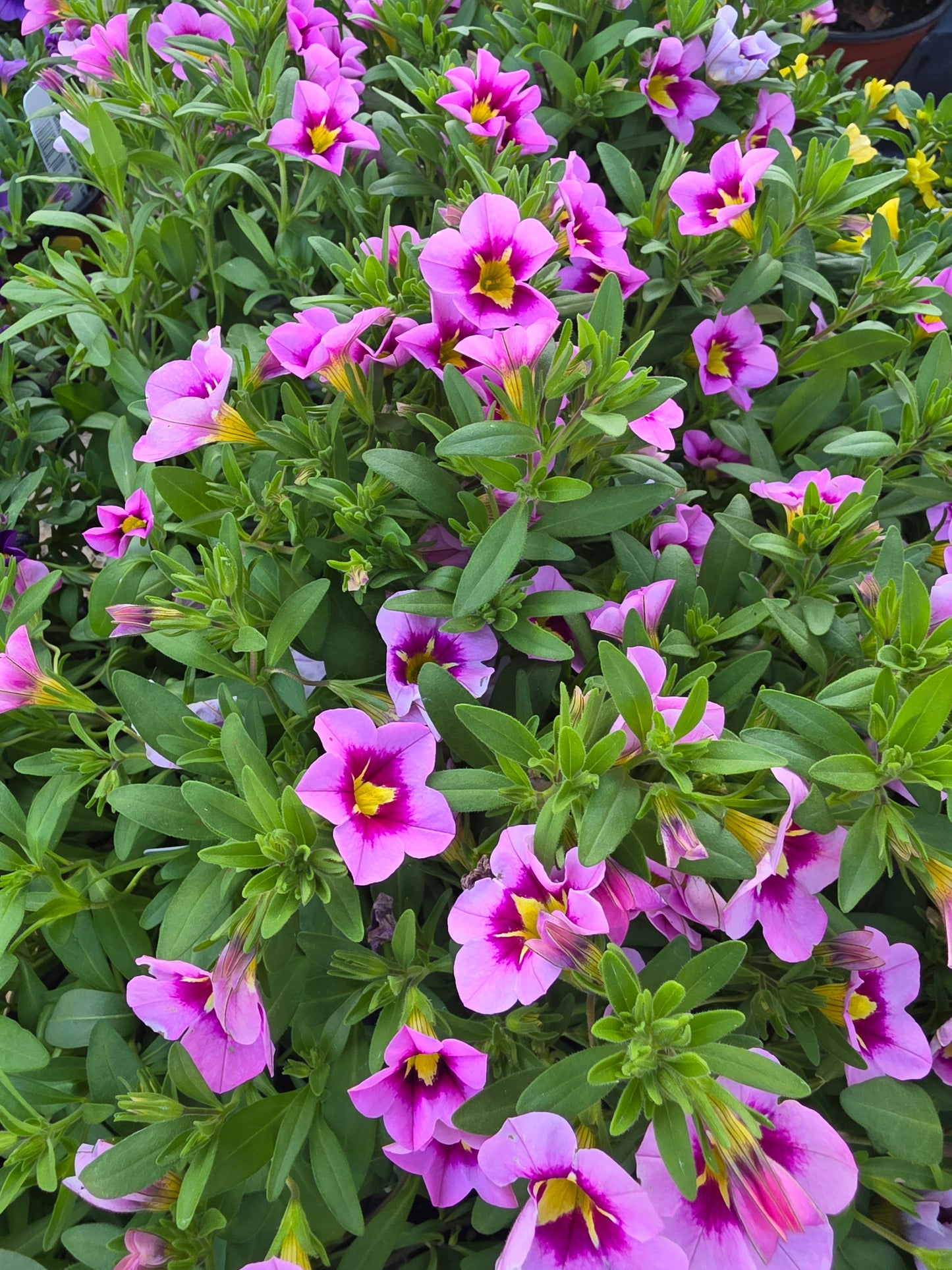 Calibrachoa Bumble Bee Pink