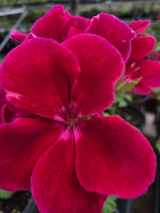 Geranium Calliope Medium Crimson Flame