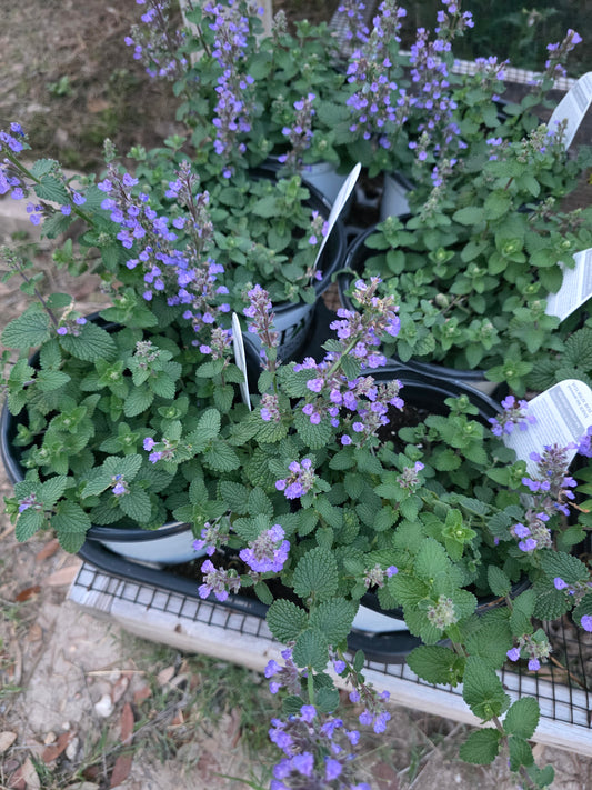 Nepeta Cat's Pajamas