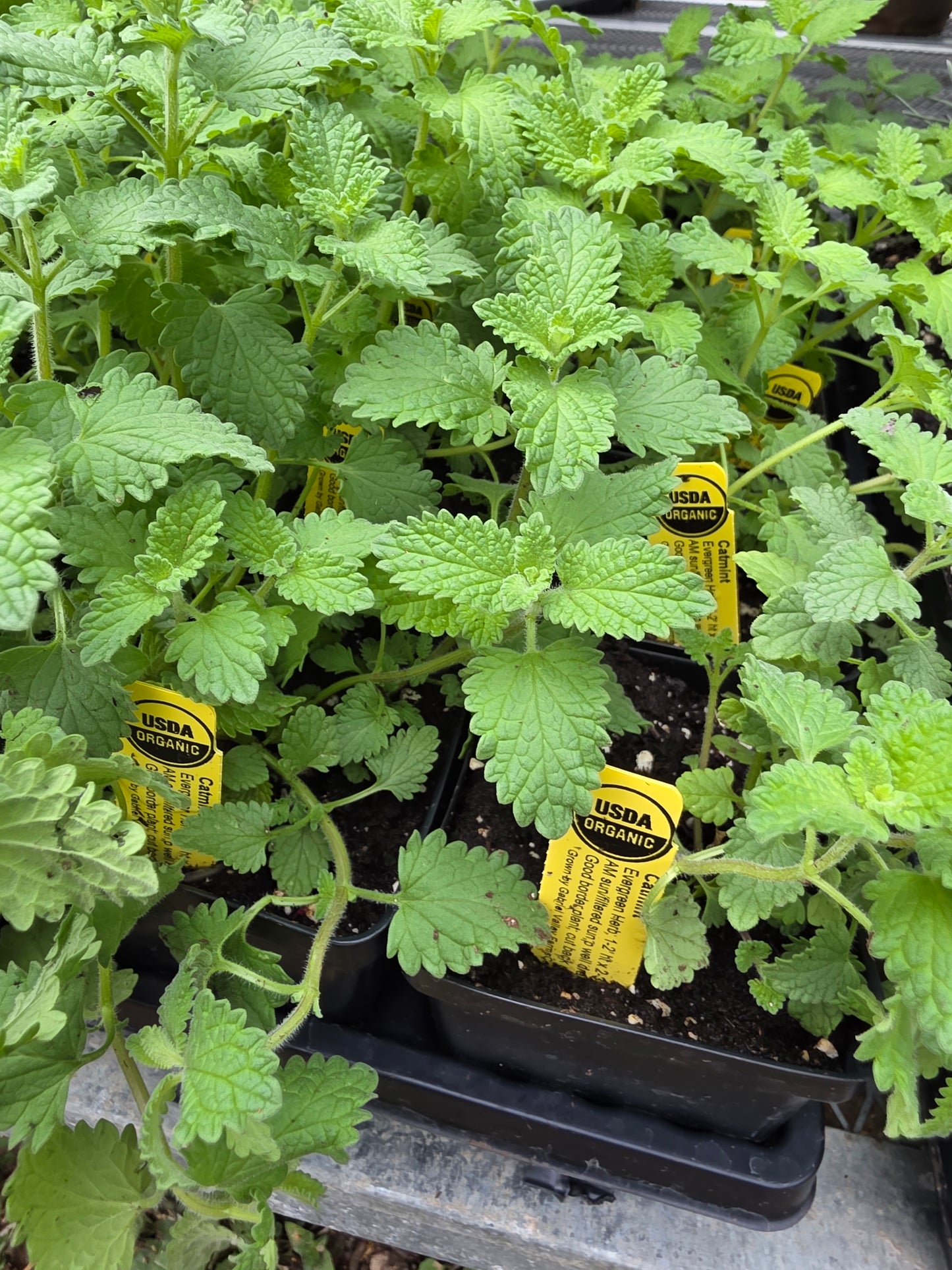 Organic Catmint