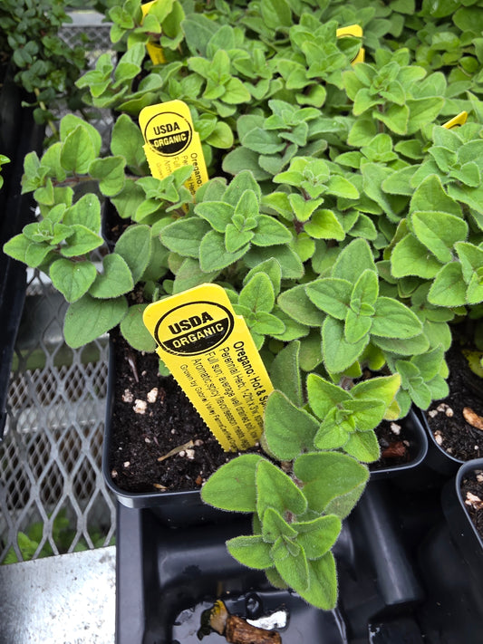 Oregano Hot & Spicy Organic