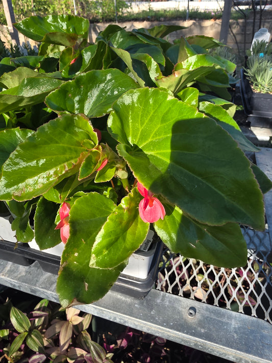 Begonia Dragonwing Pink