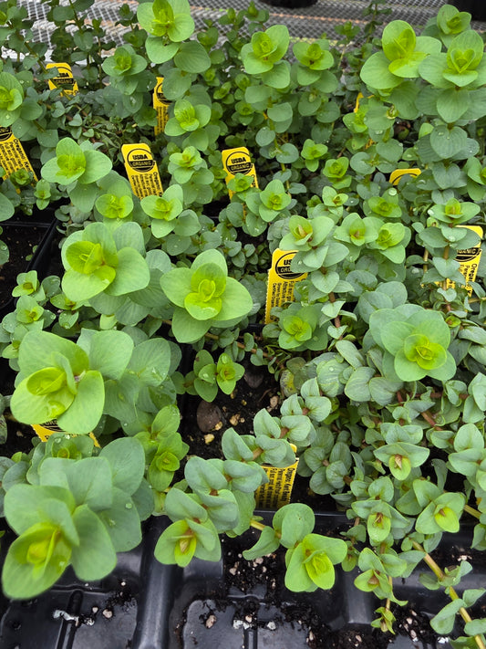 Oregano Kent Beauty Organic