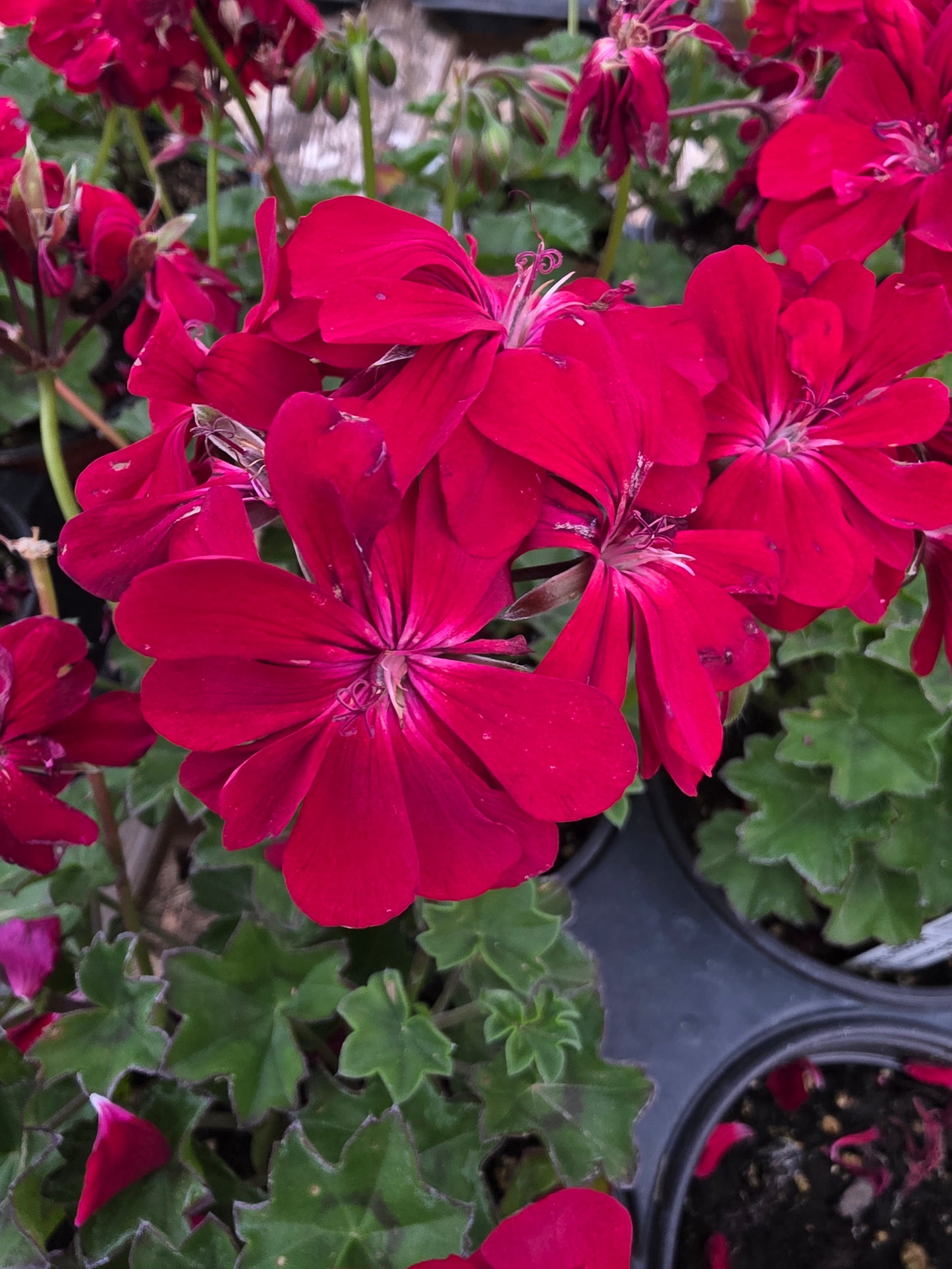 Geranium Ivy League Red