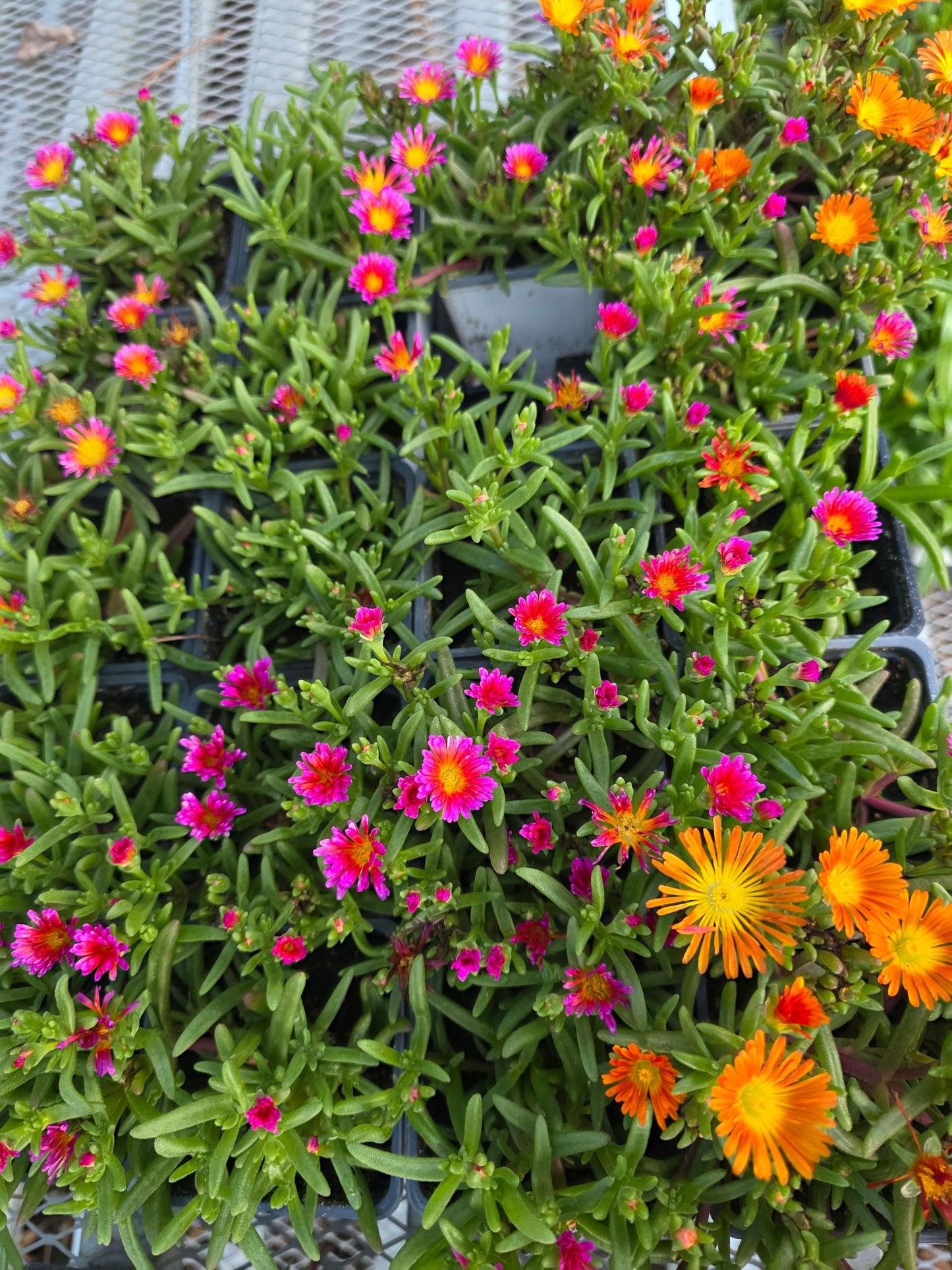 Delosperma Wheels of Wonder Fire