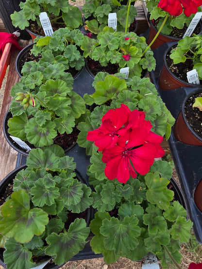 Geranium Calliope Medium Dark Red Dark Leaf