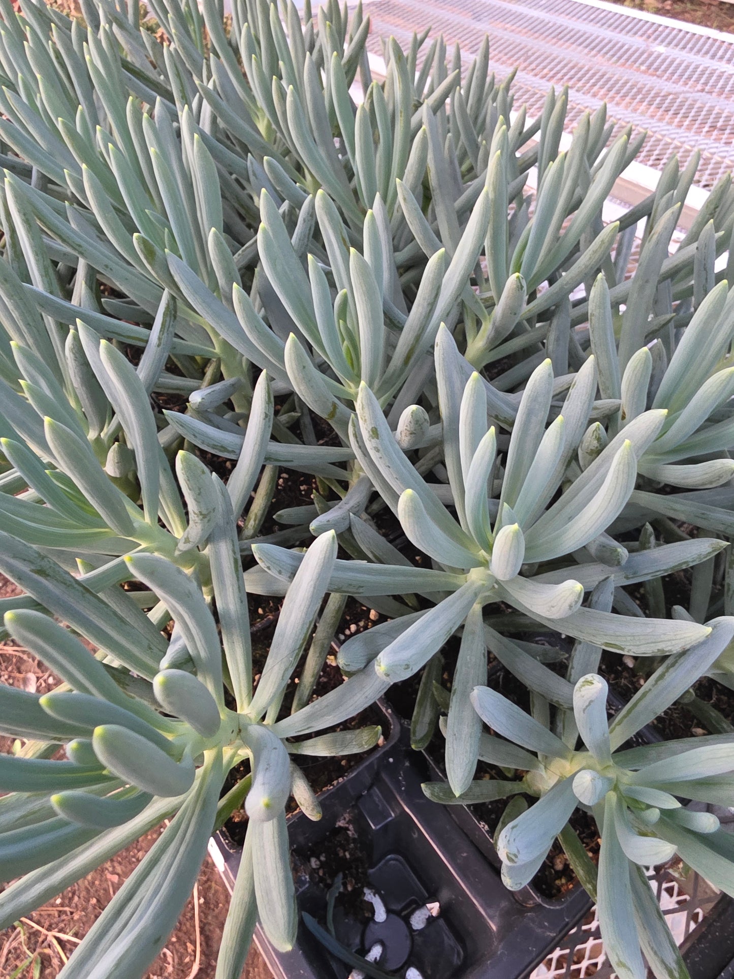Senecio Mondraliscae (Blue Senecio)