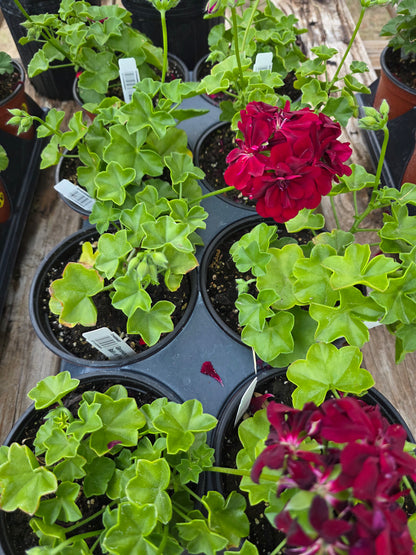 Geranium Ivy Great Balls of Fire Merlot
