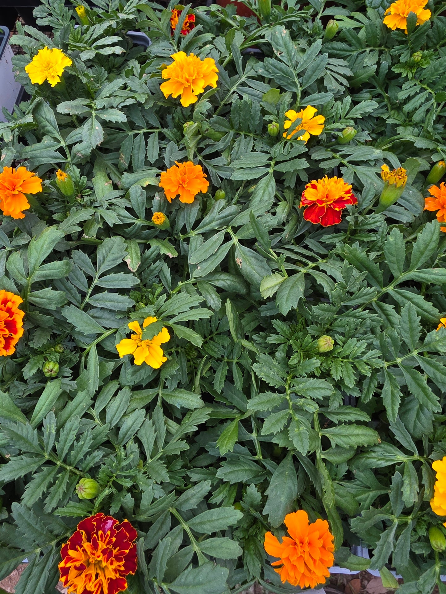 Paquete caliente francés de caléndula con colores mixtos