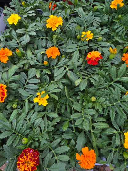 Paquete caliente francés de caléndula con colores mixtos